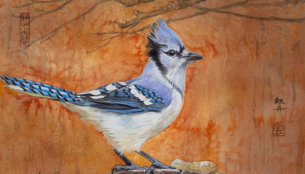 Blue Jay