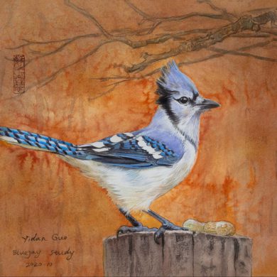 Blue Jay